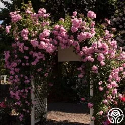 Lavender Lassie 22 Lavender Lassie -Healthy Plant Shop lavender lassie 2