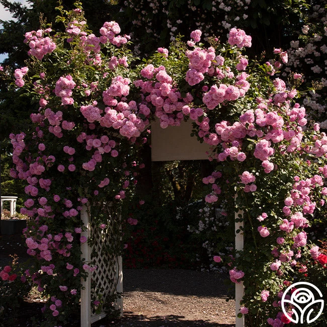 Lavender Lassie 10 Lavender Lassie - Image 8