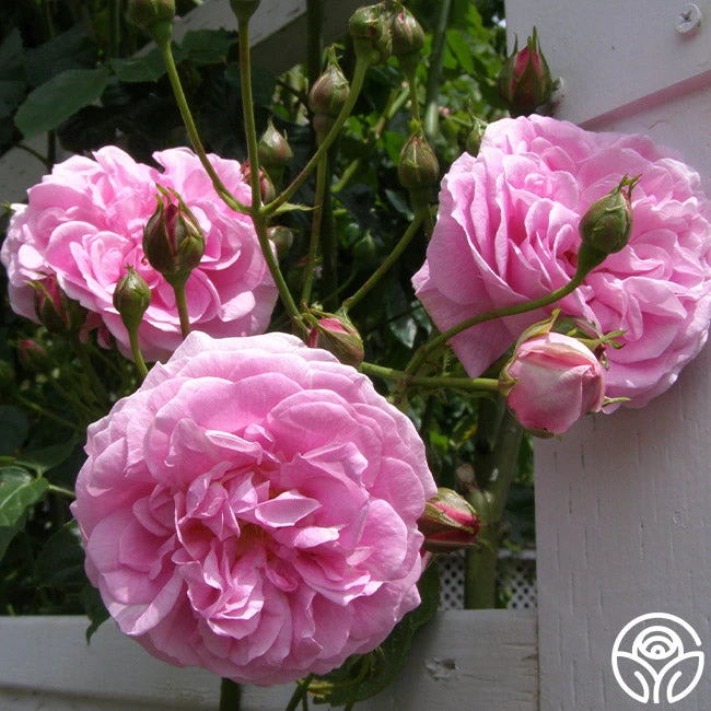 Lavender Lassie 8 Lavender Lassie - Image 6