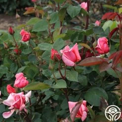 Leaping Salmon -Healthy Plant Shop leaping salmon 12 4