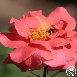 Leaping Salmon -Healthy Plant Shop leaping salmon 13