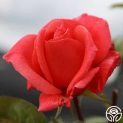 Leaping Salmon -Healthy Plant Shop leaping salmon logo 02