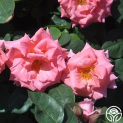 Leaping Salmon -Healthy Plant Shop leaping salmon logo 03