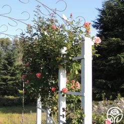 Leaping Salmon -Healthy Plant Shop leaping salon 0 14