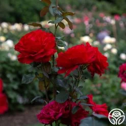 Legends™ 13 Legends™ -Healthy Plant Shop legends 1 8