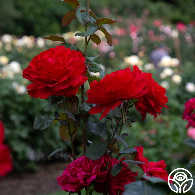 Legends™ 8 Legends™ - Image 6