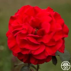 Legends™ 11 Legends™ -Healthy Plant Shop legends 2 8