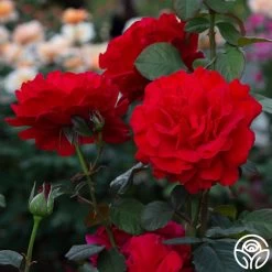 Legends™ 12 Legends™ -Healthy Plant Shop legends 4 7