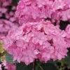 LET’S DANCE CAN DO!® PPAF Hydrangea Bush - 4" Pot - Proven Winners -Healthy Plant Shop lets dance cancan hydrangea serrata 3 1080 1080 60 16154.1615344727