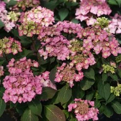 LET’S DANCE CAN DO!® PPAF Hydrangea Bush - 4" Pot - Proven Winners -Healthy Plant Shop lets dance cancan hydrangea serrata 5 1080 1080 60 51819.1615344728