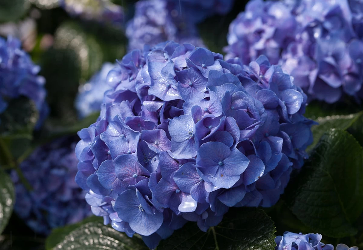 Let's Dance® Blue Jangles™ Reblooming Hydrangea - 4" Pot - Proven Winners 3 Let's Dance® Blue Jangles™ Reblooming Hydrangea - 4" Pot - Proven Winners