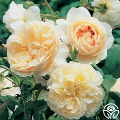 Lichfield Angel -Healthy Plant Shop lichfield angel 4