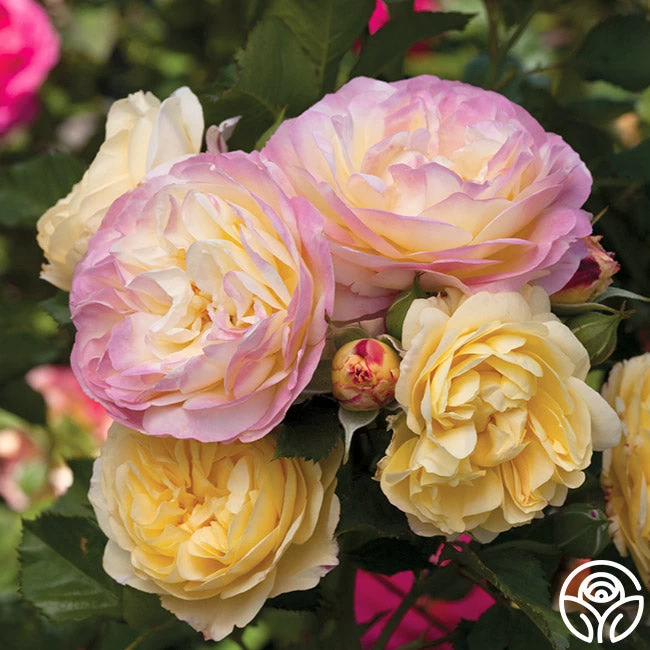 Life Of The Party™ 3 Life Of The Party™