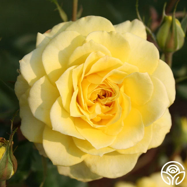 Limelight 5 Limelight - Image 3