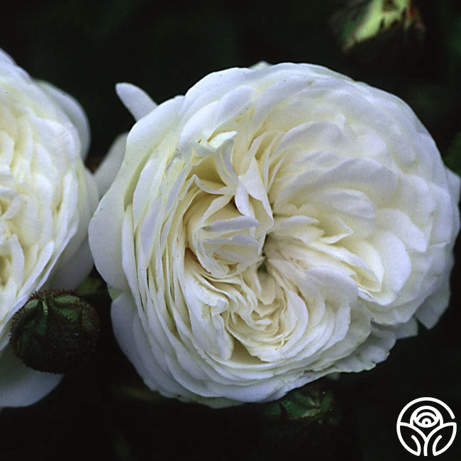 Long John Silver 4 Long John Silver - Image 2