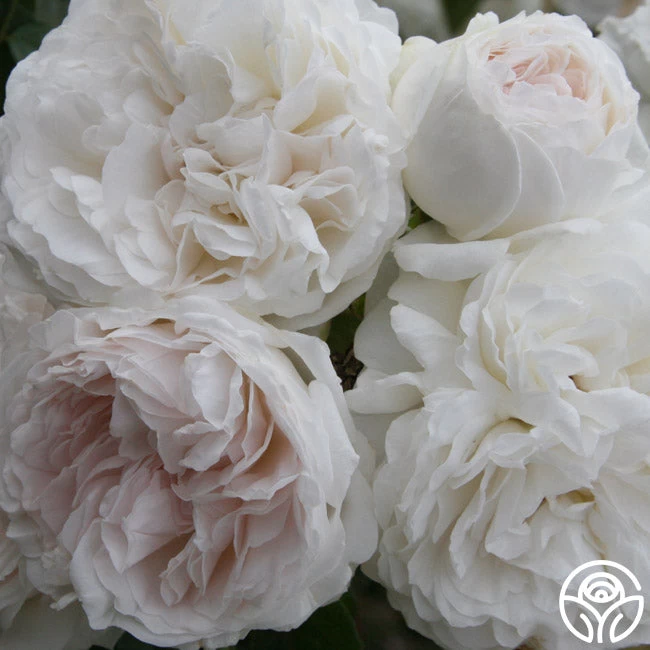 Long John Silver 3 Long John Silver