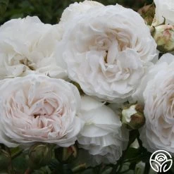 Long John Silver 8 Long John Silver -Healthy Plant Shop longjohnsilver logo 03