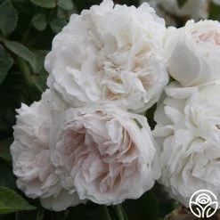 Long John Silver 9 Long John Silver -Healthy Plant Shop longjohnsilver logo 04