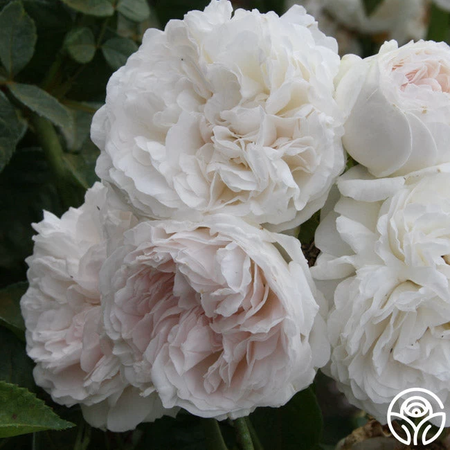 Long John Silver 6 Long John Silver - Image 4