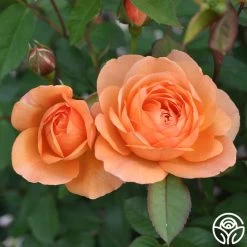 Louise Clements™ -Healthy Plant Shop louise clements 11