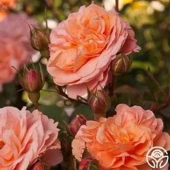 Louise Clements™ -Healthy Plant Shop louise clements 12