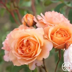 Louise Clements™ -Healthy Plant Shop louise clements 15