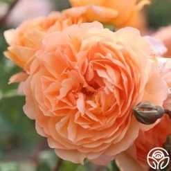 Louise Clements™ -Healthy Plant Shop louise clements 16