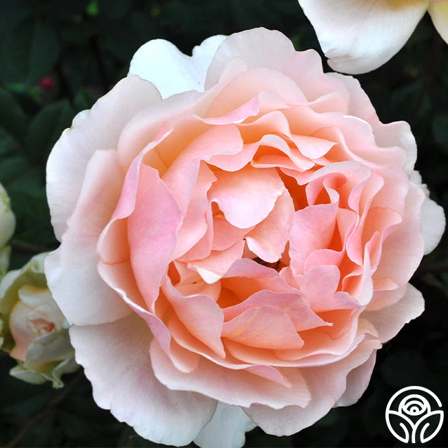 Lovesong™ 4 Lovesong™ - Image 2