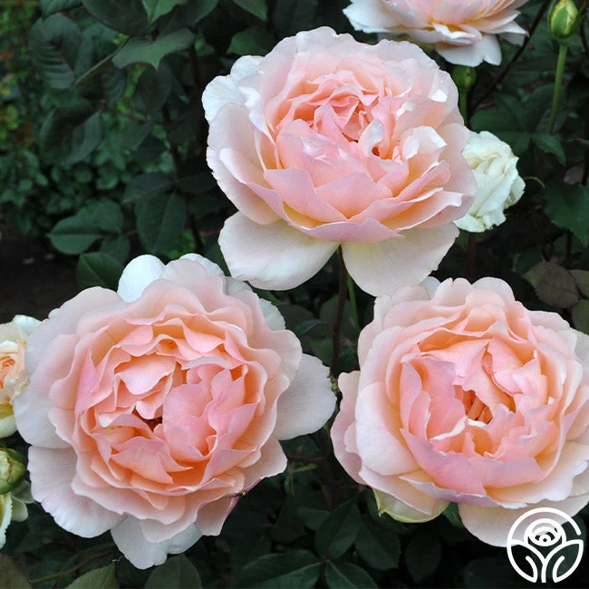 Lovesong™ 3 Lovesong™