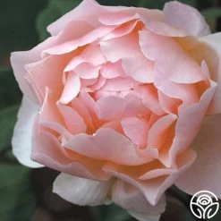 Lovesong™ 7 Lovesong™ -Healthy Plant Shop lovesong 3 8