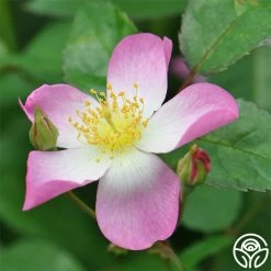 Lyda Rose™ 10 Lyda Rose™ -Healthy Plant Shop lyda rose 2 5