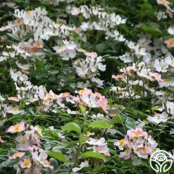 Lyda Rose™ 11 Lyda Rose™ -Healthy Plant Shop lyda rose 4 5