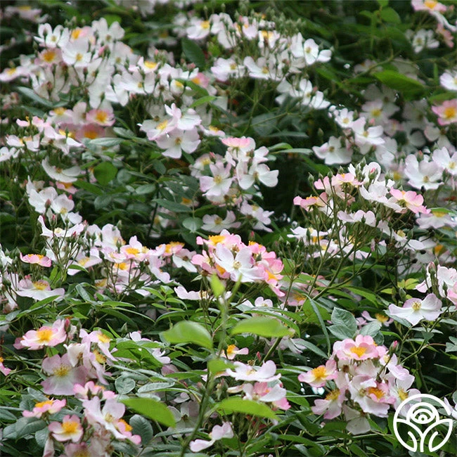 Lyda Rose™ 5 Lyda Rose™ - Image 3