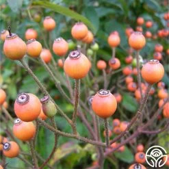 Lyda Rose™ 12 Lyda Rose™ -Healthy Plant Shop lyda rose 5