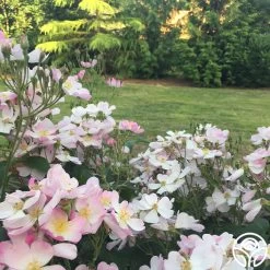 Lyda Rose™ 13 Lyda Rose™ -Healthy Plant Shop lyda rose 7