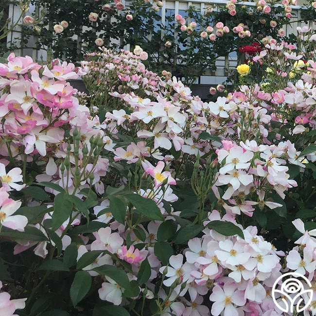 Lyda Rose™ 9 Lyda Rose™ - Image 7