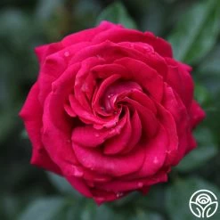 Stiletto™ -Healthy Plant Shop main stiletto 4