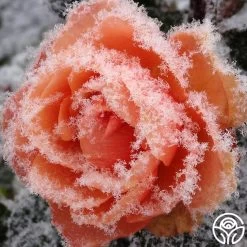 Marie Curie® 12 Marie Curie® -Healthy Plant Shop marie curie 1 5