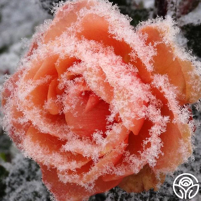 Marie Curie® 4 Marie Curie® - Image 2