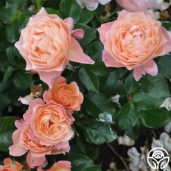 Marie Curie® 18 Marie Curie® -Healthy Plant Shop marie curie 8