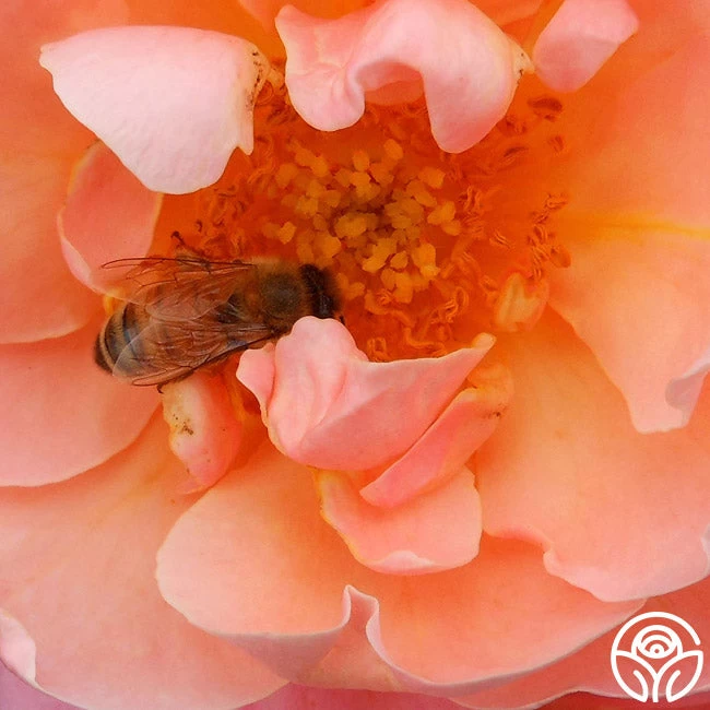 Marie Curie® 11 Marie Curie® - Image 9