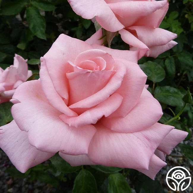 Marylou Whitney 4 Marylou Whitney - Image 2