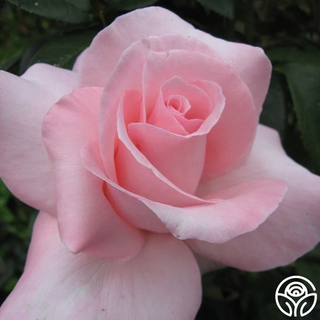 Marylou Whitney 5 Marylou Whitney - Image 3