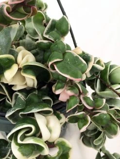 Variegated Hindu Rope Plant - Hoya Carnosa Variegata - 4" Pot -Healthy Plant Shop maturehoyavarrope20copy 42451.1675963864