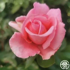 Meant To Be™ -Healthy Plant Shop meant to be 4