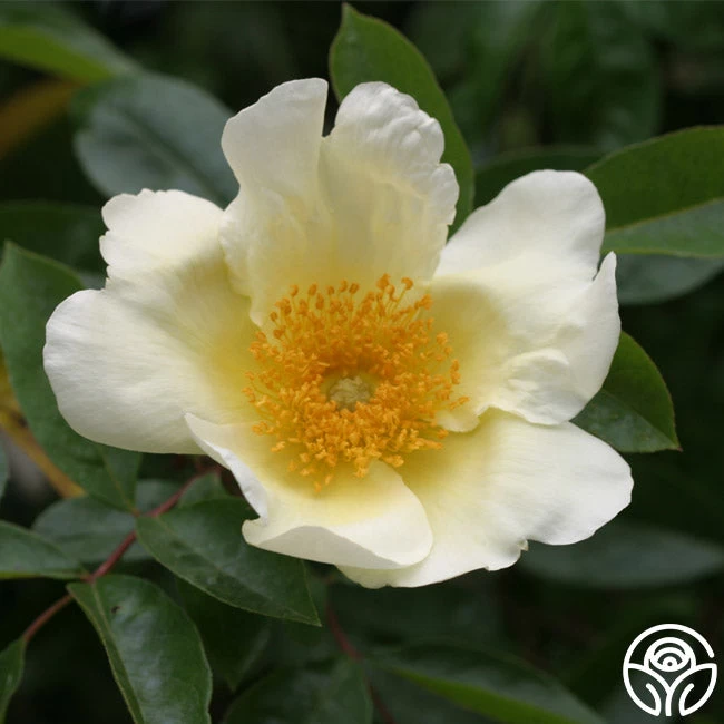 Mermaid 4 Mermaid - Image 2