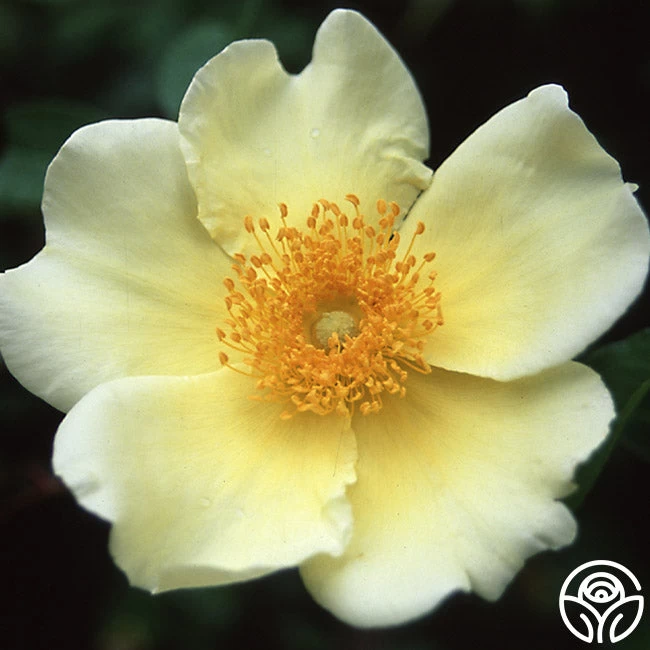 Mermaid 5 Mermaid - Image 3