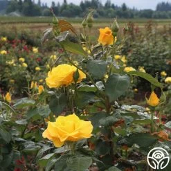 Midas Touch™ 14 Midas Touch™ -Healthy Plant Shop midas touch 4 1