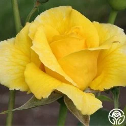 Midas Touch™ 17 Midas Touch™ -Healthy Plant Shop midas touch 6 2