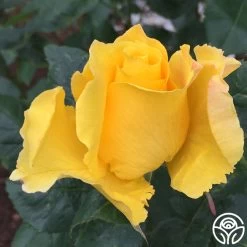 Midas Touch™ 16 Midas Touch™ -Healthy Plant Shop midas touch 8 2